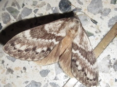 Dendrolimus spectabilis