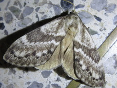 Dendrolimus spectabilis