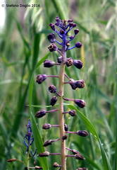 Muscari comosum