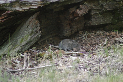 Long-tailed Vole