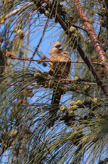 Colius striatus integralis