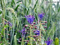 Muscari comosum