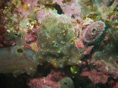 Ascidiacea