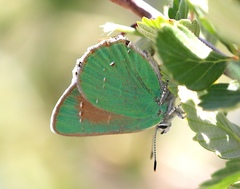 Callophrys affinis