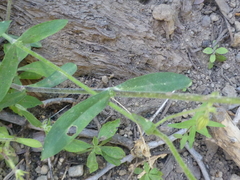 Silene lemmonii