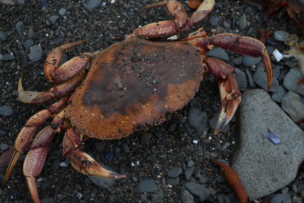 Atlantic rock crab