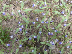Collinsia torreyi wrightii