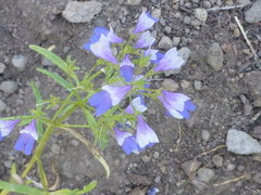 Collinsia torreyi wrightii
