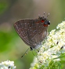 Satyrium - Photo (c) billbeck001, some rights reserved (CC BY-NC)