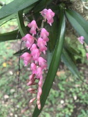 Rodriguezia lanceolata