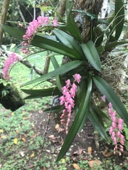 Rodriguezia lanceolata