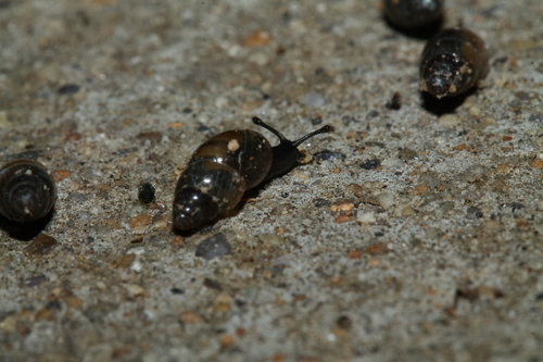 Cochlicopa lubrica