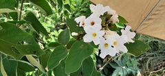 Cordia boissieri