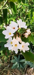 Cordia boissieri