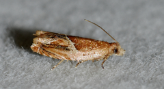 Ancylis comptana