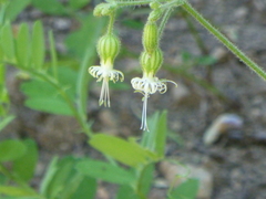 Silene lemmonii