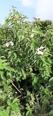 Cordia boissieri