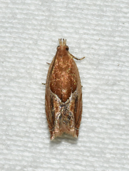 Ancylis comptana