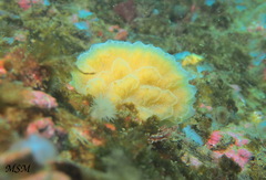 Ascidiacea