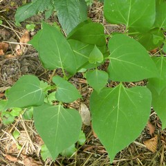 Mirabilis jalapa