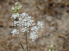 Perideridia lemmonii