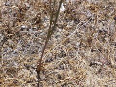 Perideridia lemmonii