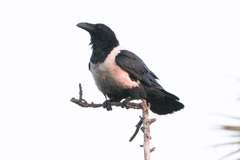 Corvus albus