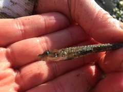 Odontopyxis trispinosa