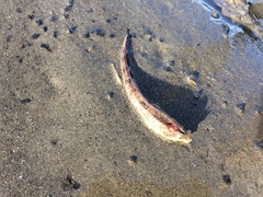 Odontopyxis trispinosa