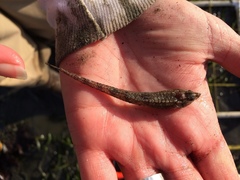 Odontopyxis trispinosa