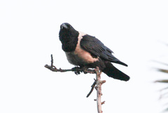 Corvus albus