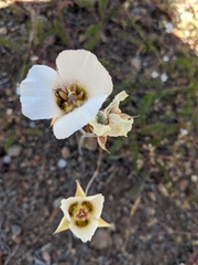 Calochortus howellii