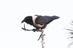 Corvus albus