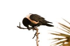 Corvus albus