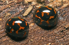 Derispia variabilis