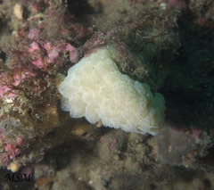 Ascidiacea