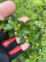 Cotoneaster divaricatus