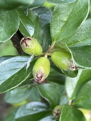 Cotoneaster divaricatus
