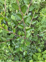 Cotoneaster divaricatus