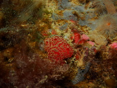 Ascidiacea