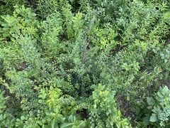Cotoneaster divaricatus