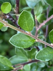 Cotoneaster divaricatus