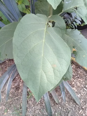 Solanum erianthum