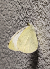 Pieris mannii