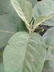 Solanum erianthum