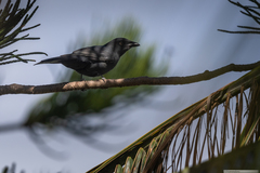 Coracina caledonica caledonica
