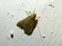 Bostra obsoletalis