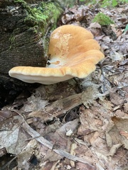 Buglossoporus quercinus