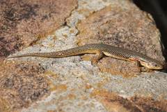 Plestiodon obsoletus