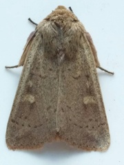 Leucania pseudargyria